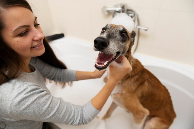 Em dez anos, o número de salões de estética para pets mais que dobrou no Brasil, e o setor continua em expansão post image