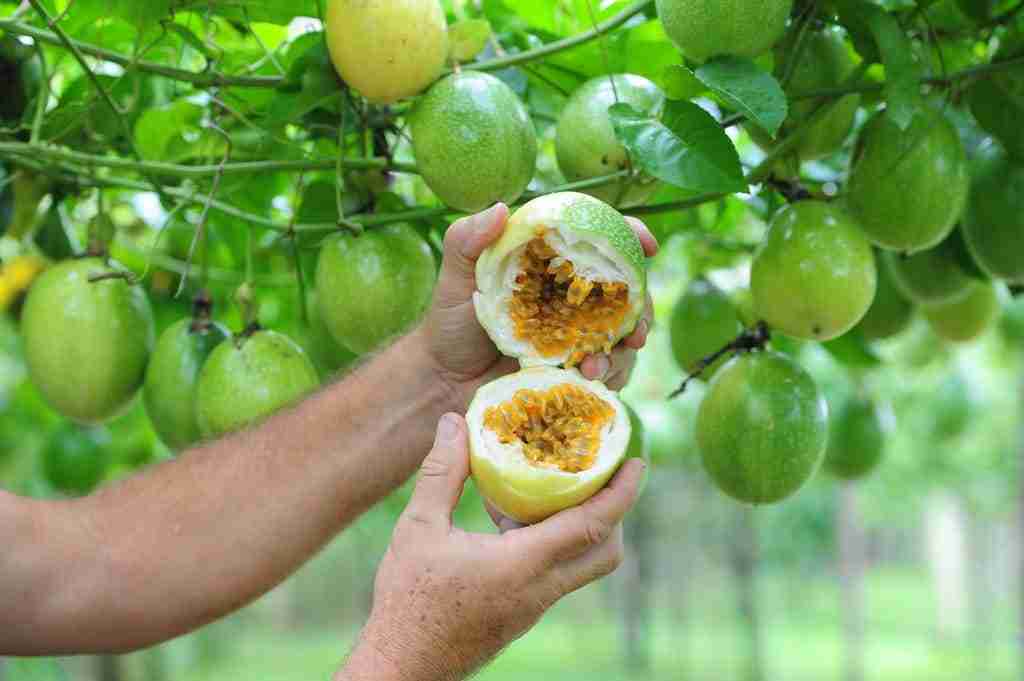 Bônus do PGPAF calculado pela Conab inclui maracujá produzido na Bahia post image