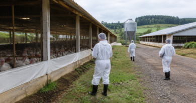 Doença de Newcastle em SC: Cidasc visitará 1,6 mil propriedades