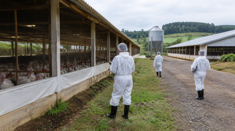 Doença de Newcastle em SC: Cidasc visitará 1,6 mil propriedades