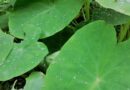 Orelha-de-elefante: planta encontrada em quintal é tóxica