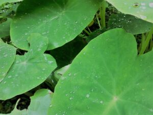 Orelha-de-elefante: planta encontrada em quintal é tóxica