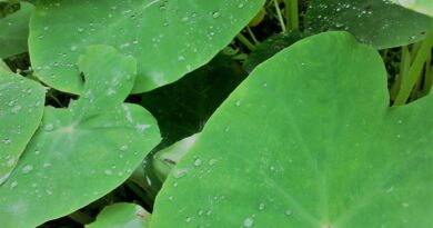 Orelha-de-elefante: planta encontrada em quintal é tóxica