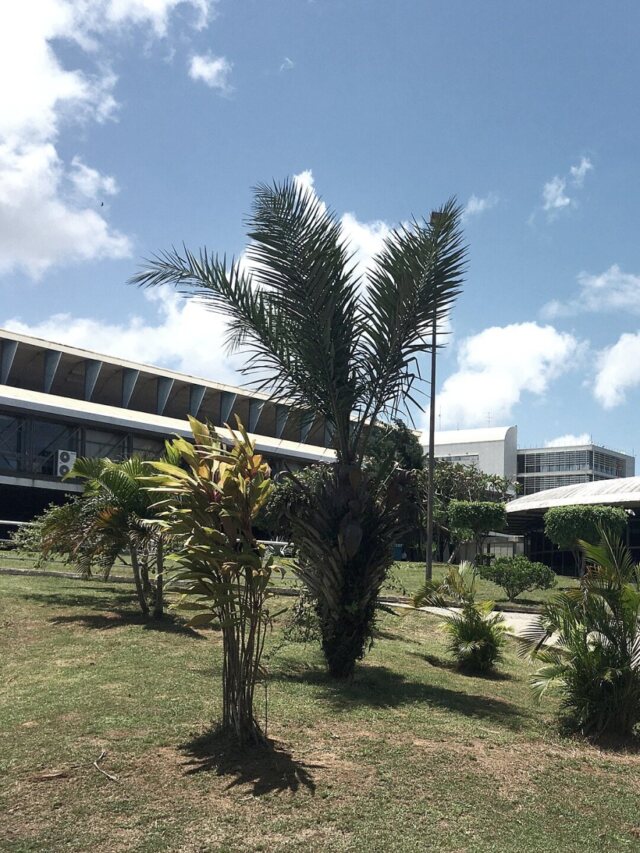 Bahia terá 10 candidatos ao Senado em 2026